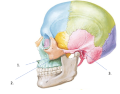 <p>Identify the structure at #2</p>
