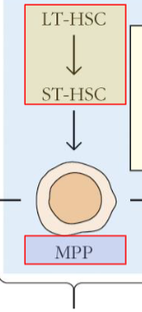 <p>LT hsc</p><p>ST hsc</p><p>MPP</p>