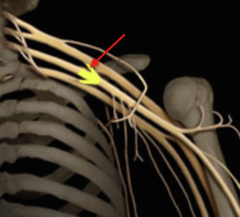 <p>Identify the structure</p>