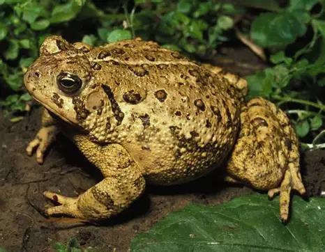 <p>What Amphibian is this?</p>