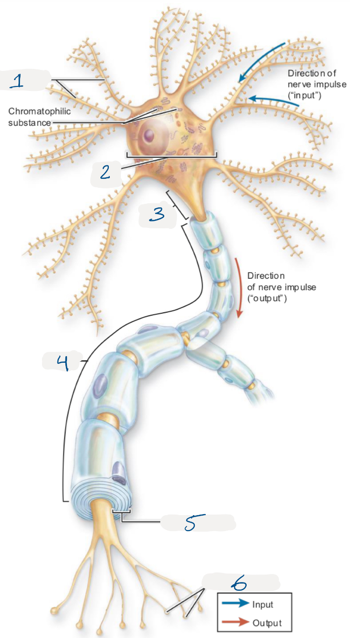 <p>name the numbered structures of the neuron</p>