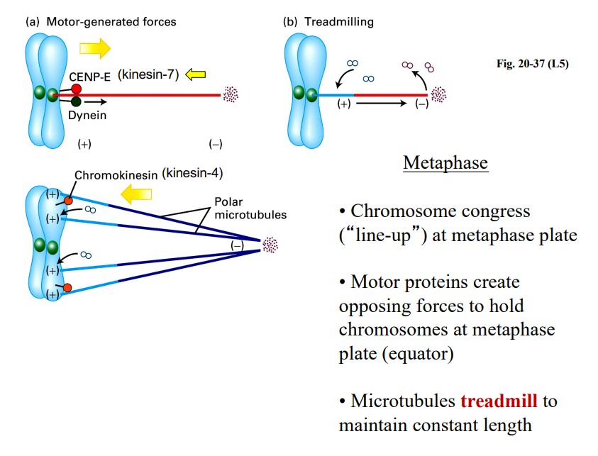<p><span style="background-color: transparent;"><strong>Metaphase</strong></span></p>