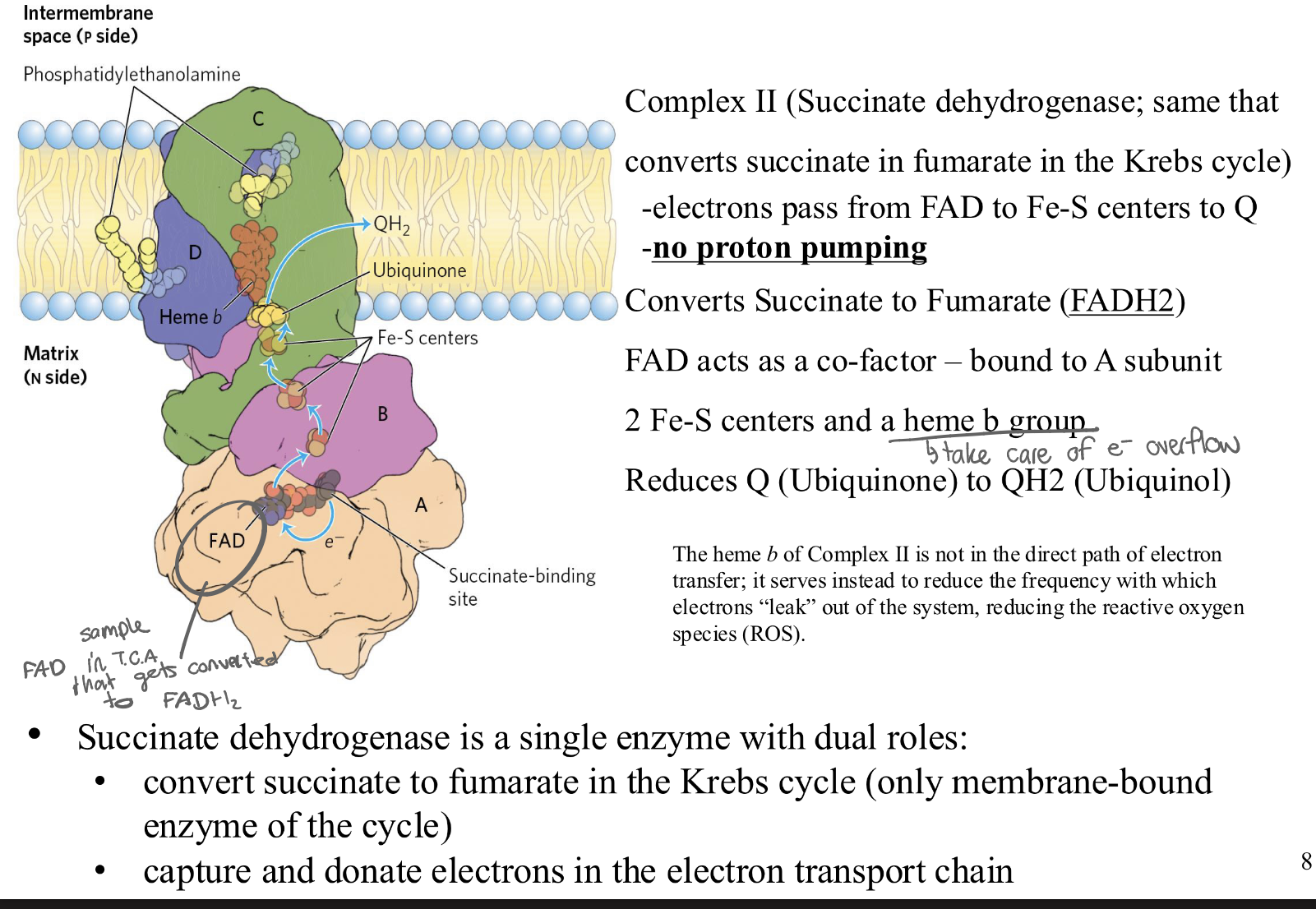 <p>= succinate dehydrogenase</p><p>-electrons pass from FAD to Fe-S centers to Q</p><p>-NO proton pumping</p><p>❖ Converts Succinate to Fumarate (FADH2)</p><p>❖ FAD acts as a co-factor – bound to A subunit</p><p>❖ 2 Fe-S centers and a heme b group (cyt b)</p><p>❖ Reduces Q (Ubiquinone) to QH2 (Ubiquinol)</p><p>DUAL ROLES:</p><p>• convert succinate to fumarate in the TCA cycle (it’s the only membrane-bound</p><p>enzyme of the TCAcycle)</p><p>• capture and donate electrons in the electron transport chain</p><p></p><ol><li><p><span><strong><span>Start:</span></strong><span> </span><strong><span>Succinate</span></strong><span> (from the Krebs cycle) arrives at Complex II.</span></span></p></li></ol><p><span><strong><span>Reduction of FAD:</span></strong><span> Succinate drops off 2 electrons and 2 protons onto the </span><strong><span>FAD</span></strong><span> that is "bolted" to the protein. The FAD becomes F</span><strong><span>ADH2( stays in CII)</span></strong></span></p><ol start="2"><li><p><span><strong><span>The Relay:</span></strong><span> Those electrons then leave the FADH2 and travel through the </span><strong><span>Iron-Sulphur (Fe-S)</span></strong><span> centers (the "wire").</span></span></p></li><li><p><span><strong><span>Reduction of Q:</span></strong><span> Finally, those electrons (and 2 protons from the matrix) are handed off to </span><strong><span>Ubiquinone (Q)</span></strong><span>.</span></span></p></li><li><p><span><strong><span>Finish:</span></strong><span> </span><strong><span>Ubiquinone (Q)</span></strong><span> becomes </span><strong><span>Ubiquinol (QH2)</span></strong></span></p></li></ol><p></p>
