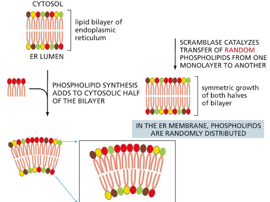 <p>ER ENDOPLASMIC RETICULUM </p><ul><li><p>ER membrane </p><ul><li><p>Cytosolic side and ER lumen side</p></li><li><p>Biosynthetic enzymes synthesize and insert phospholipids to cytosolic side </p></li></ul></li></ul><p></p>