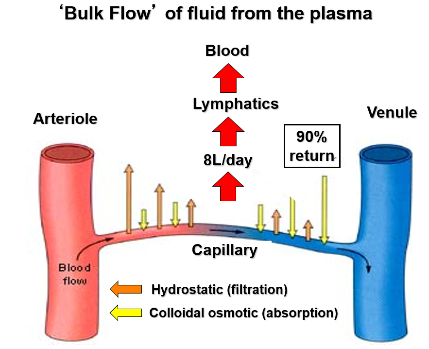 <p>Bulk flow</p>