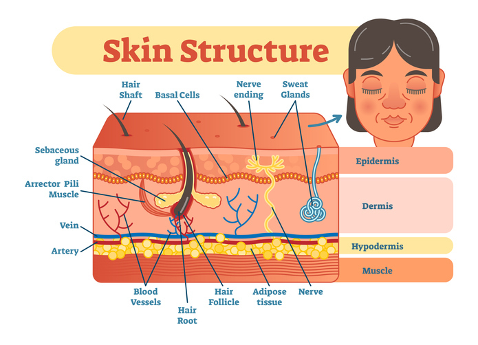 <ul><li><p>skin, nails, hair, cutaneous organs and glands</p><ul><li><p>protects deeper organs from mechanical, chemical, bacterial injury, and from organs drying out</p></li><li><p>excretes salt and urea (sweat glands) </p></li><li><p>finds in body temp regulation</p></li><li><p>produces vitamin d </p></li></ul></li></ul><p></p>