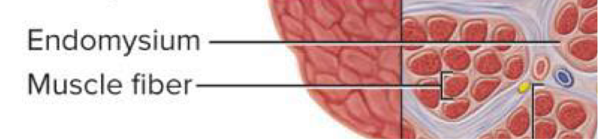 <p>Thin connective tissue around each muscle fiber → allows room for capillaries and nerve fibers, provides chemical environment for muscle fiber</p>