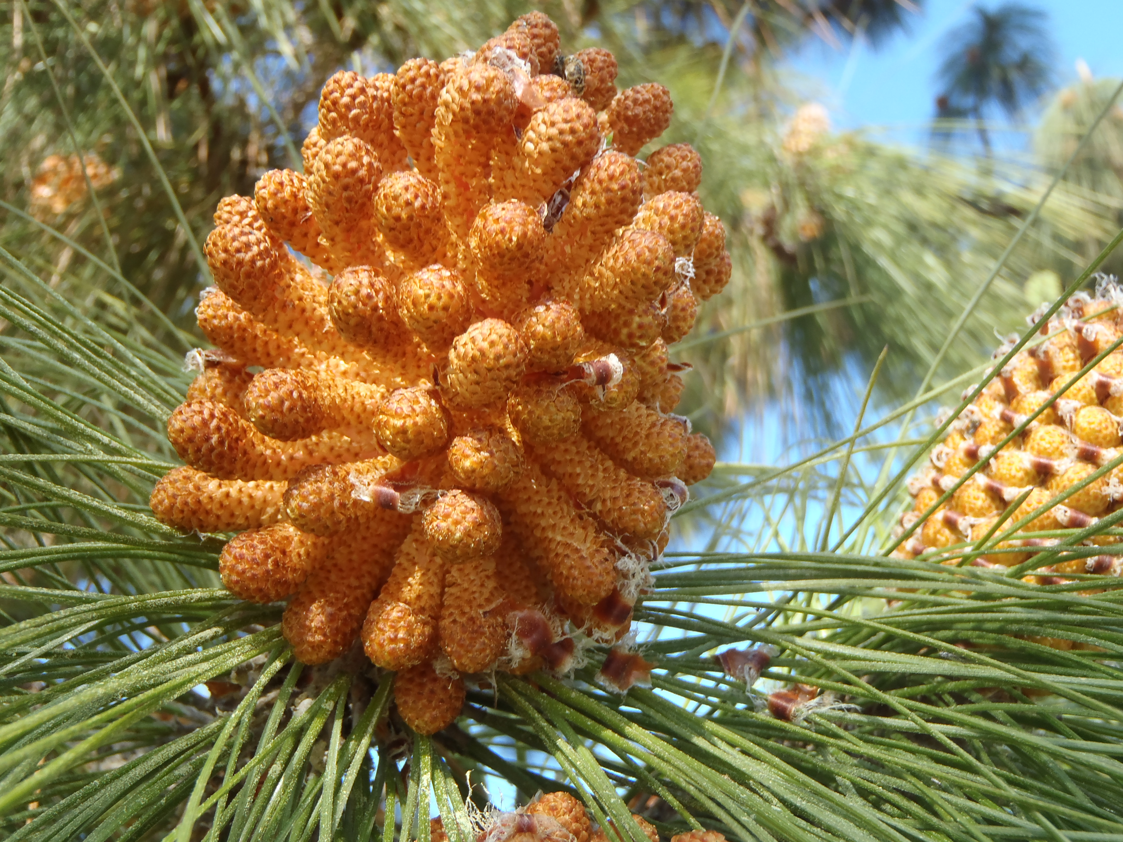 <p>Pinus canariensis - Canary Island Pine</p>