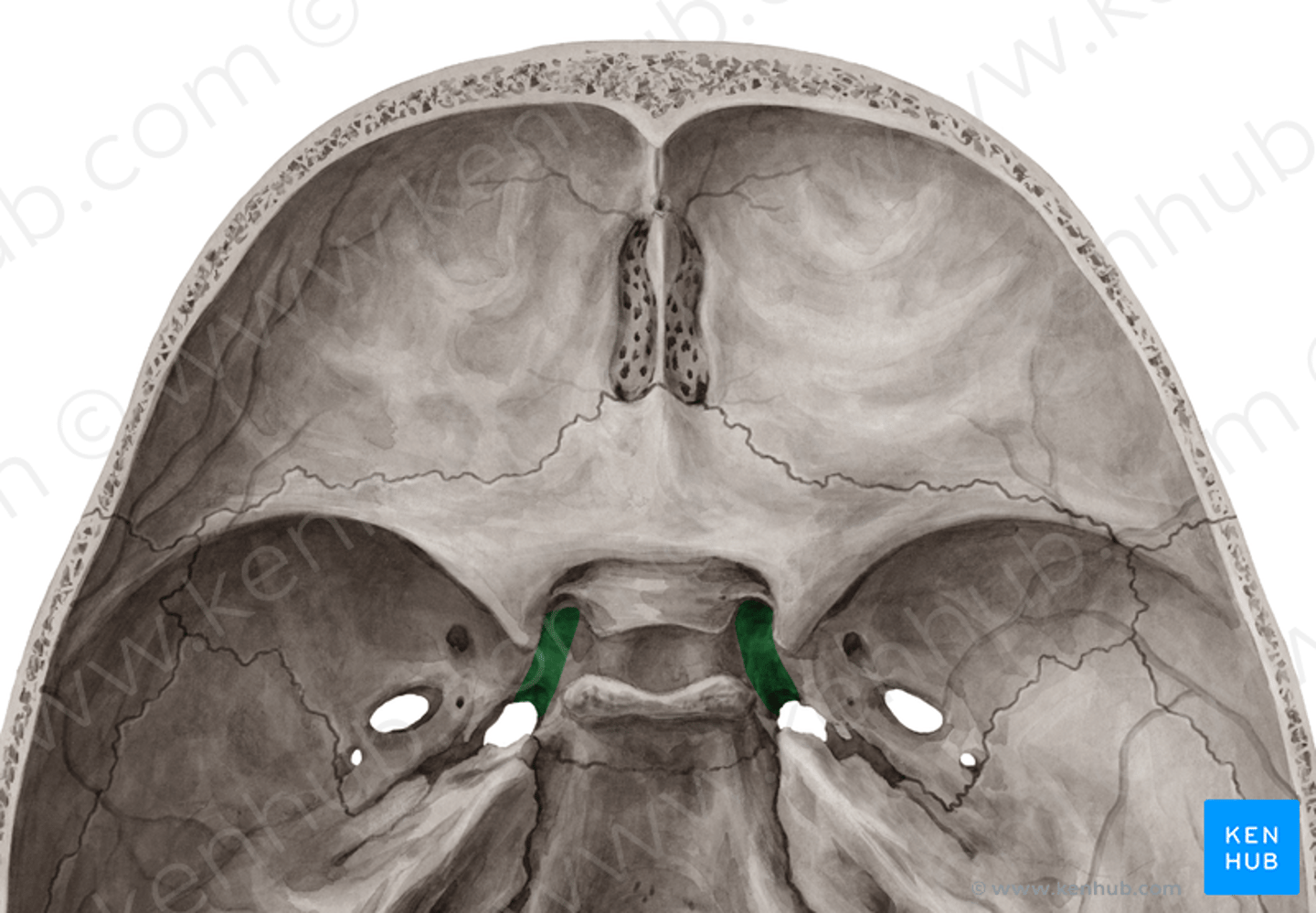 <p>S-vormig, eerst verticaal achter de ala, dan horizontaal over de wortel ervan, dan weer verticaal juist achter de sulcus en canalis opticus</p>