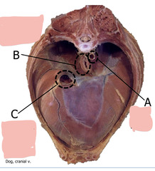 <p>A</p>