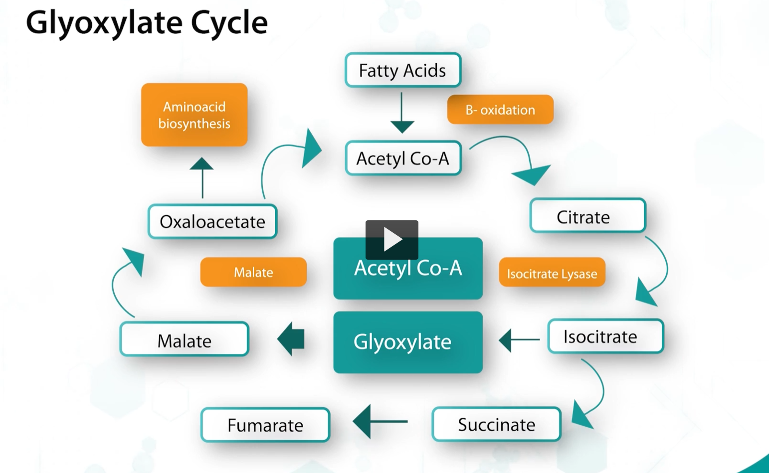 <p><u>glyoxylate cycle</u></p><p>bacteria can also use a modification of the kreb’s cycle called a glyoxylgate cycle, and it’s used to <strong>catabolize acetyl-CoA</strong>. </p><p>This cycle is useful to bacteria because it replenishes key TCA intermediates that are being used in other biosynthetic reactions, this is why this cycle is referred to as an anapleurotic cycle. </p><p>Depletion of these metabolites will bring the TCA cycle to halt, but bacteria can solve this problem through the beta-oxidation fatty acid production of acetyl-CoA, which is subsequently combined with glyoxylate to produce malate. And this allows the TCA cycle to continue. </p>