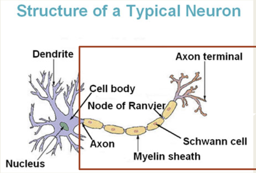 <p>axon terminal </p>