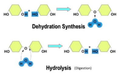 <p>Necessary part of hydrolysis and dehydration synthesis</p><p>reactions</p><p>Important for metabolism</p>