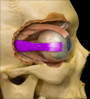<p>identify the structure:</p>