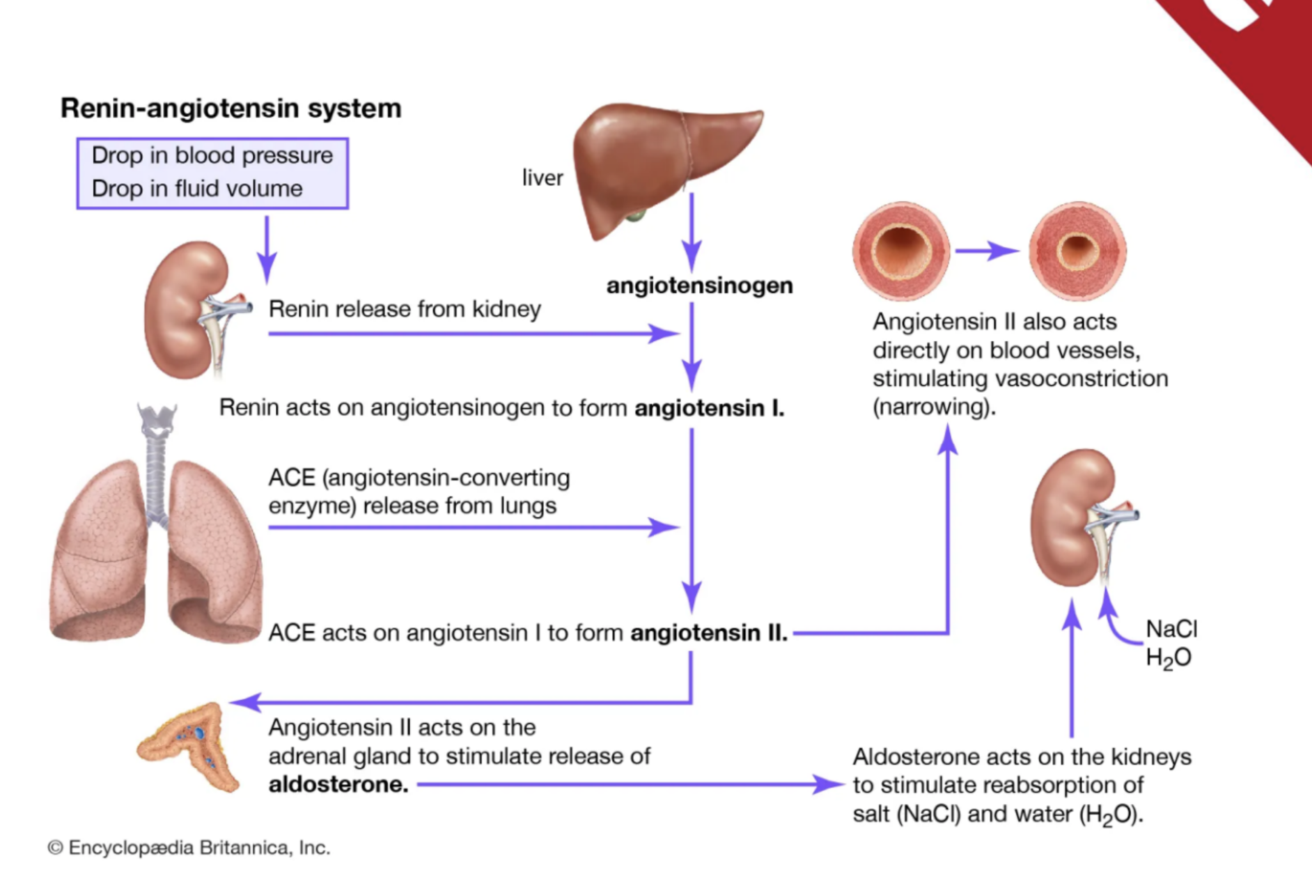<p>The body activates compensatory mechanisms. </p><p>What nervous system is activated as compensation for decreased cardiac output? The sympathetic nervous system. </p><p>What hormonal system is activated as compensation for decreased cardiac output? The renin-angiotensin-aldosterone system (RAAS). </p>
