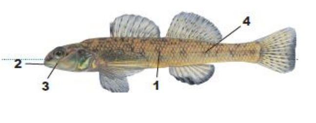 <p>1) slender, elongate body</p><p>2) small mouth</p><p>3) teardrop</p><p>4) dark brown X’s and W’s along side</p>
