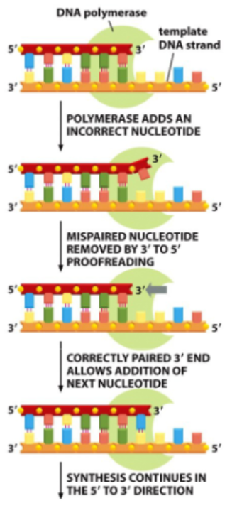 <p><span style="background-color: transparent;">Proofreading</span></p>