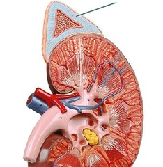 <p>outer section of each adrenal gland; secretes cortisol, aldosterone, and sex hormones.</p><p>Mineralocorticoids- target the kidneys, increases the intention of NA and excretion of K</p><p>Glucocorticoids- target most tissues, released in response to long-term stressors, increase blood glucose</p><p>Androgens- target most tissues, stimulates development of secondary sex characteristics</p>