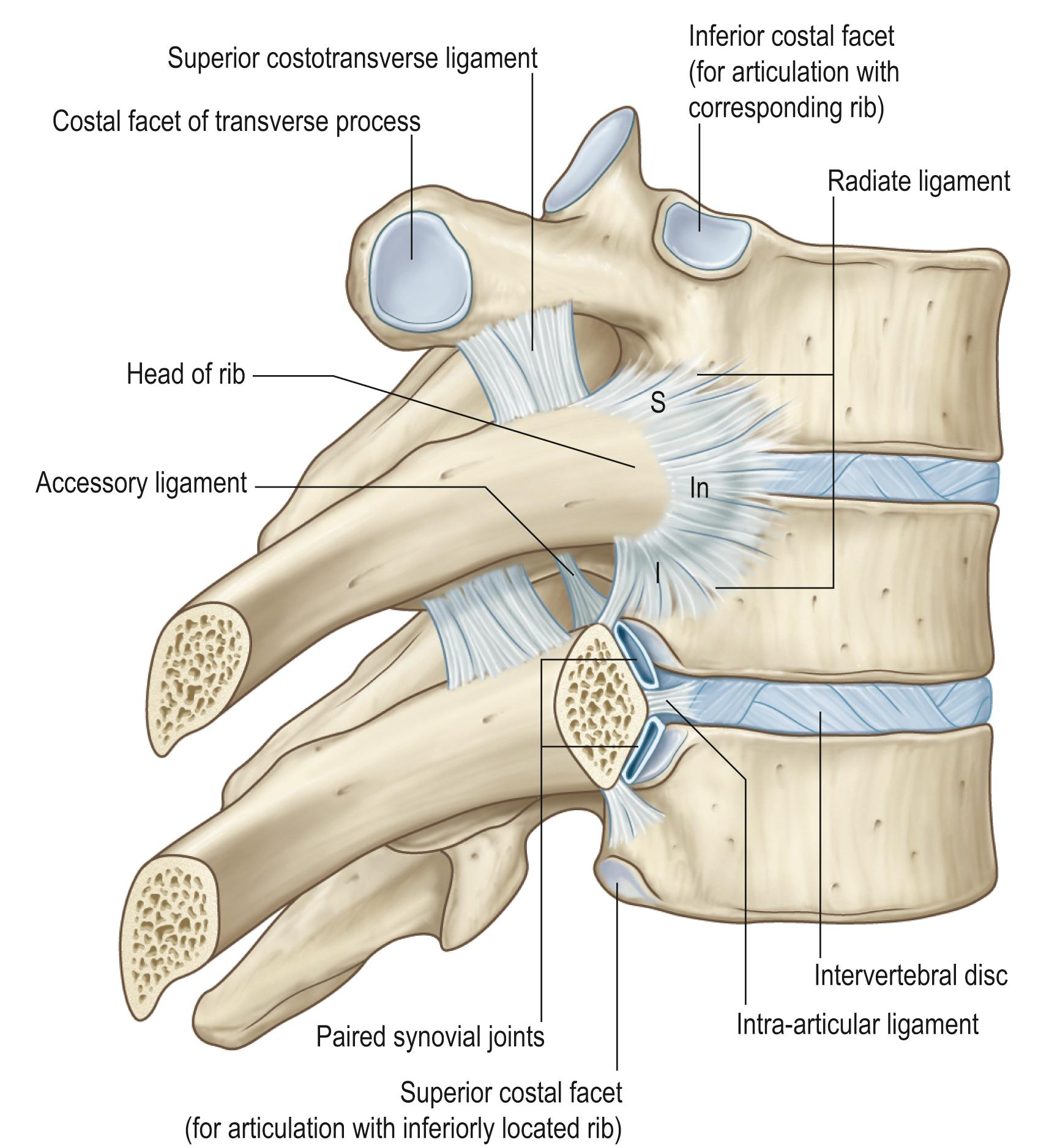 <ul><li><p>only the thoracic vertebrae</p></li></ul><ul><li><p>articular surfaces for ribs</p></li></ul><p></p>