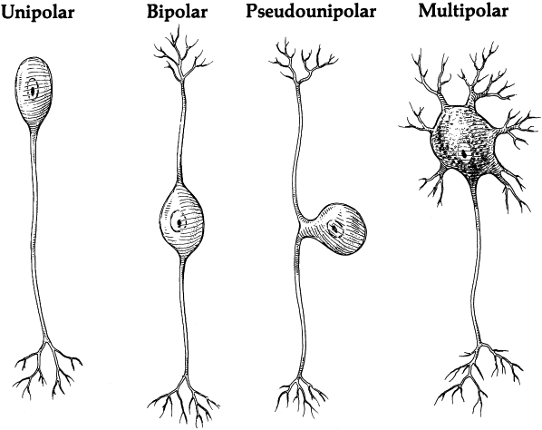 <ol start="3"><li><p>Bipolar Neuron</p></li></ol><p></p>