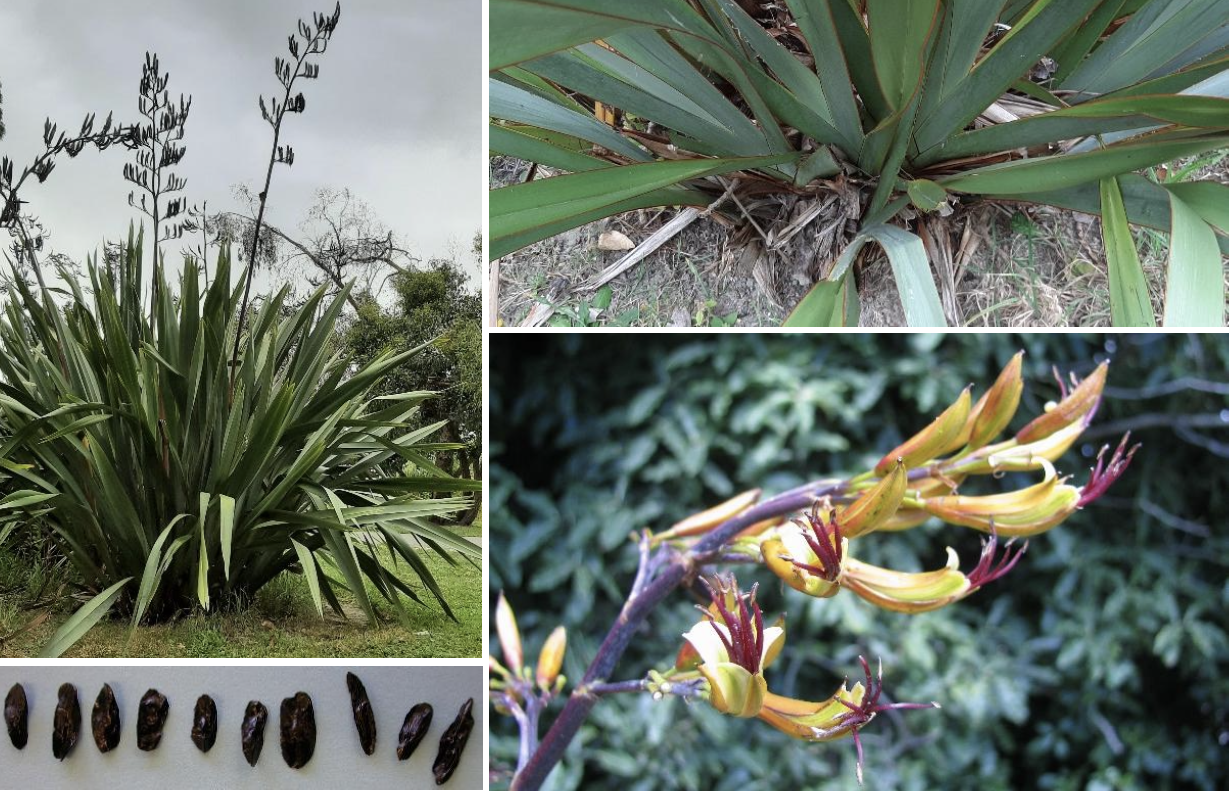 <p><strong>Plant family:</strong> Hemerocallidaceae<br><strong>Life cycle:</strong> Perennial<br><strong>Key persistence/spread:</strong> Rhizomes forming clumps<br><strong>Farming systems:</strong> Conservation plantings, riparian margins</p><p><strong> How to identify</strong></p><p>This plant forms large, fan‑shaped clumps of long, stiff, sword‑like leaves arising from a thick base. Leaves are tough, fibrous, and often arch outward.</p><p>Leaf margins may cut skin if handled roughly. Leaves grow in a distinctive fan arrangement rather than spiralling around a stem.</p><p>Tall flowering stalks are produced above the foliage, bearing tubular flowers that are rich in nectar. These stalks are rigid and easily seen from a distance.</p><p>Plants persist for many years and expand slowly outward through underground growth.</p>