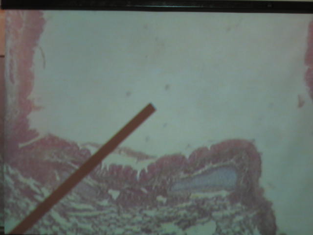 <p>Identify?</p><p>Lab Image 5-8</p>
