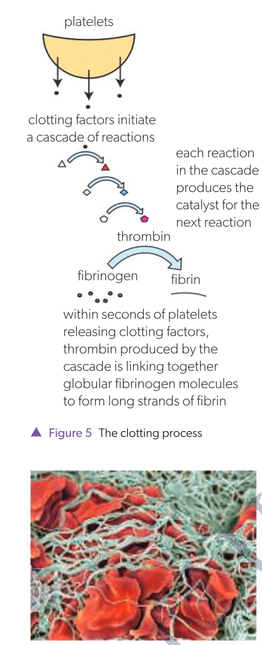 <p>cascade of events triggered by blood platelets and clotting factors, reduces chances of invasion by disease-causing organisms</p><ol><li><p>skin is cut blood vessels are severed and start to bleed</p></li><li><p>platelets/blood-cell fragments aggregate at site of damage to blood vessel</p></li><li><p>platelets form a temporary plug and release clotting factors to trigger clotting process</p></li><li><p>clotting factors initiate cascade of reactions, resulting in production of enzyme thrombin</p></li><li><p>thrombin converts protein fibrinogen dissolved in blood plasma to insoluble fibrin</p></li><li><p>fibrin forms a mesh in cuts, trapping more platelets and blood cells</p></li><li><p>resulting gel clot which dries to form hard scab if exposed to air</p></li></ol><p></p>