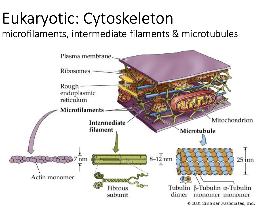 <ul><li><p>microfilaments, intermediate filaments & microtubules </p></li><li><p>any movement in cell takes place along some component of cytoskeleton </p></li></ul><p>Protein fibers for:</p><ul><li><p>Shape</p></li><li><p>Transport</p></li><li><p>Movement</p></li><li><p>Division</p></li></ul><p></p>
