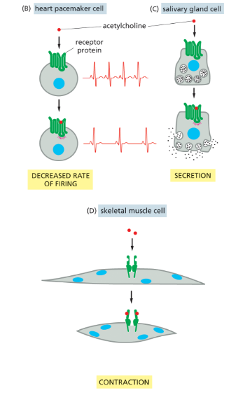 <p><strong><u>in skeletal cells: </u></strong>Causes <strong>muscle contraction</strong> by opening ligand-gated Na⁺ channels → depolarization → action potential.</p><p></p><p><strong><u>in cardiac pacemaker cells:</u></strong> released by parasympathetic neurons and <strong>Slows heart rate</strong> by reducing frequency of cardiac muscle contraction and an i<strong>ncrease in salivary secretions</strong></p>