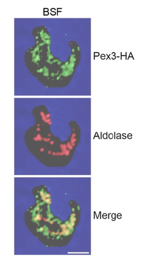 <p>YELLOW - thus red and green (two proteins) are in the same place</p>