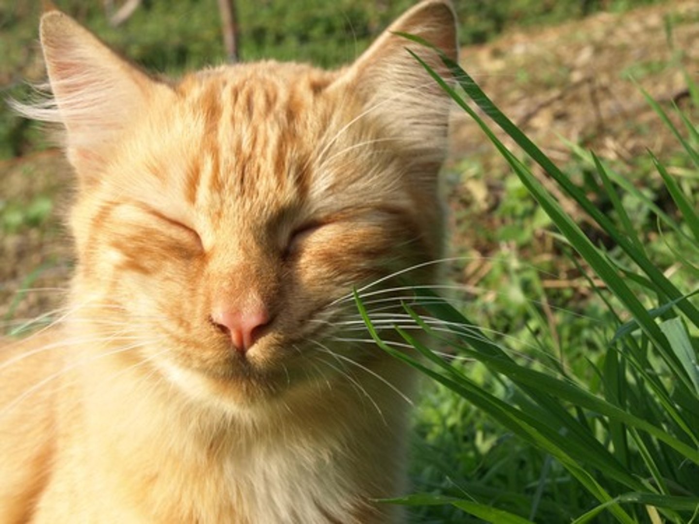 <p>the cat</p>