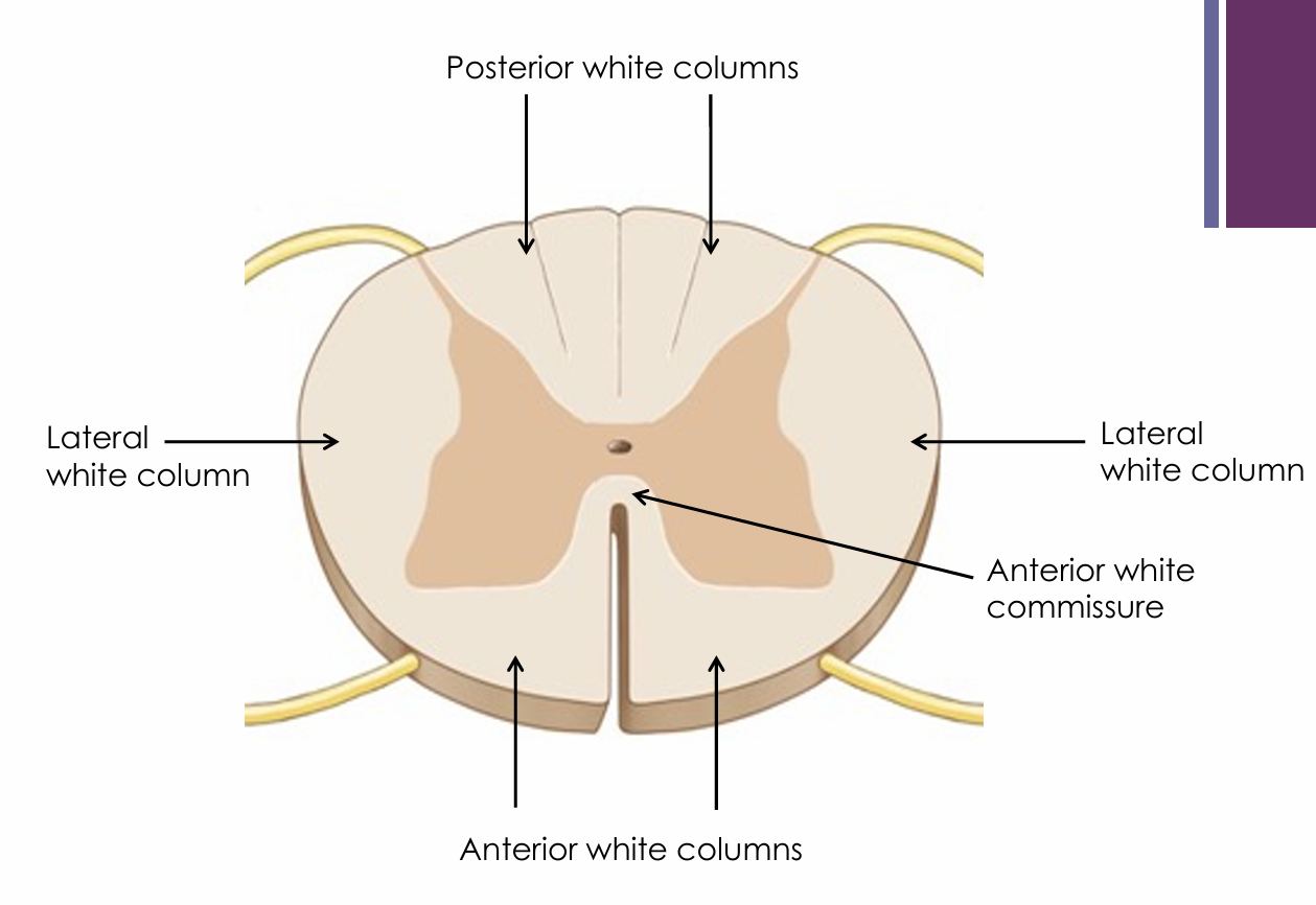 <ul><li><p>In the posterior, lateral, and anterior regions of the spinal cord</p></li></ul><p></p>