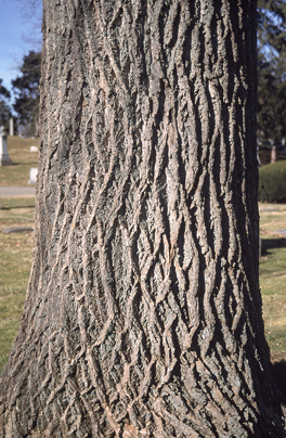 <p>A Tulip, or Yellow-Poplar, Tree (Alternate, entire margins, leaf looks like a fox or a cat, “duck bill” buds, bark interlacing in a diamond pattern)</p>