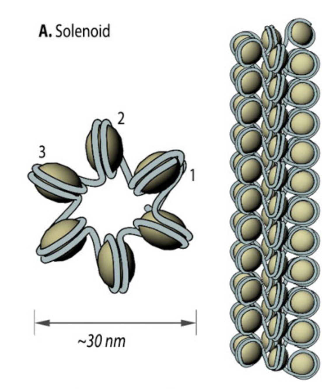<ul><li><p>structure of 30 nm fiber</p></li><li><p>flat surfaces of histones are adjacent</p></li><li><p>linker DNA buried</p></li><li><p>hole in the middle</p></li></ul><p></p>