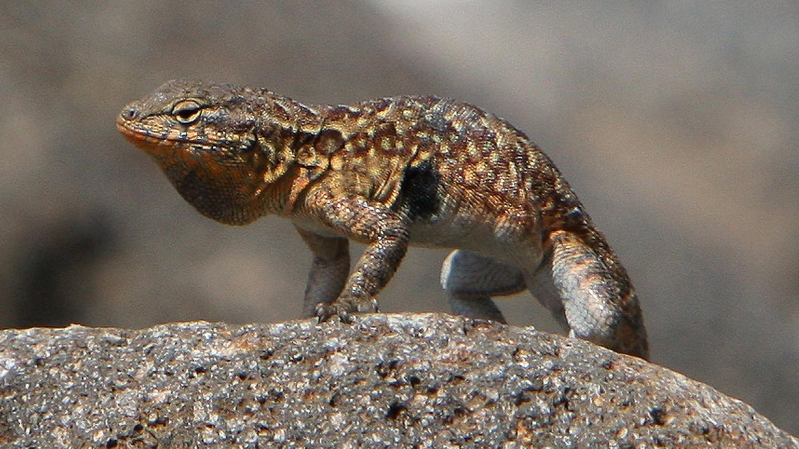 <p>Common Name</p>