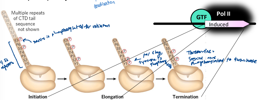 <ul><li><p>the phosphorylation state changes during trancription</p></li><li><p>when Pol II dissociates, the gene is dephosphorylated </p></li></ul><p></p>