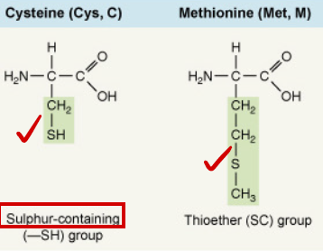 <p>Cysteine (Cys, C) and Methionine (Met, M).</p>