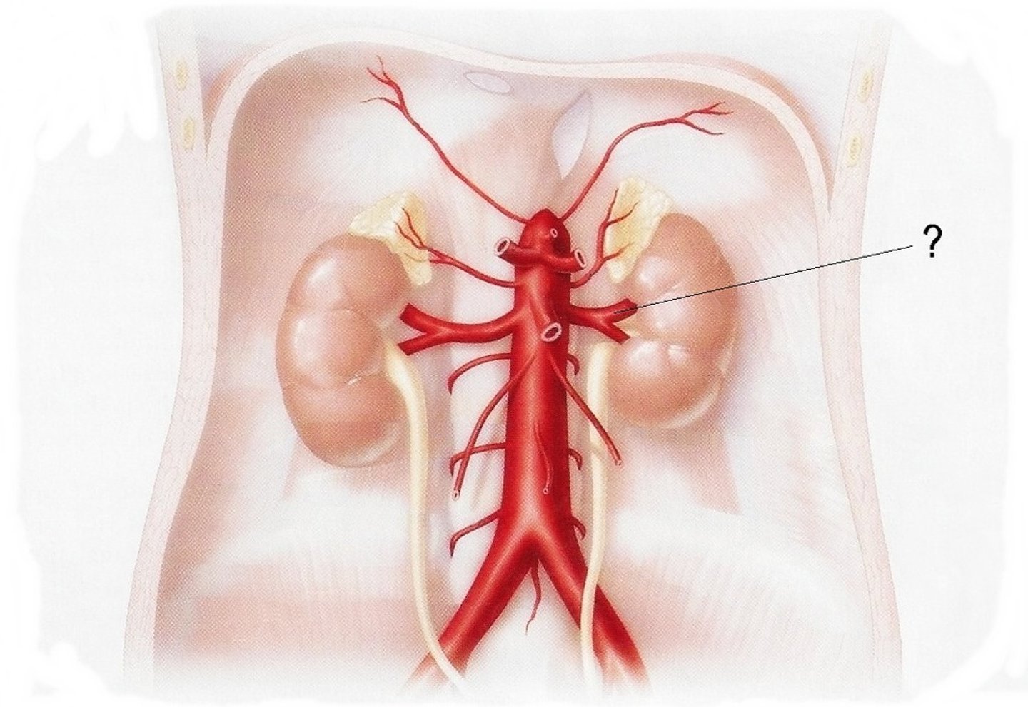 <p>branch off abdominal aorta --> blood supply to the kidneys</p>
