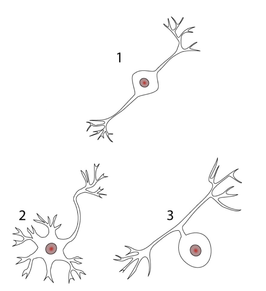 <p>Name the neuron structural type indicated by 1, 2, and 3.</p>
