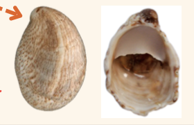 <p><strong>FILO<br>CLASE</strong><br><strong>SUBCLASE</strong><br><strong>ORDEN</strong><br><strong>FAMILIA</strong><br><strong>GÉNERO</strong><br><strong>NOMBRE COMÚN<br>CARACTERÍSTICAS</strong><br><strong>RÁDULA<br>ALIMENTACIÓN <br>HÁBITAT</strong></p>