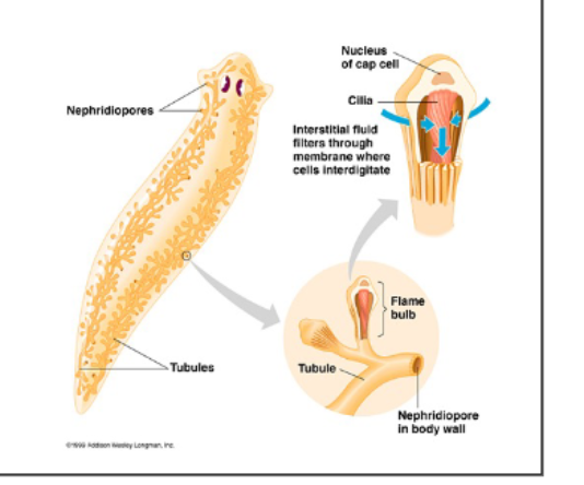 <p>simple protonephridial excretion (kidney) system</p><p>protonephridium consists of flame cell and tubule cell</p><p>both cells interdigitate forming a micro filter and cilia beating within this cage act as mechanical pump</p><p>metabolic wastes are collected from protonephridia through small ducts which merge to central duct, opens to excretion pores</p><p>cells can also regulate osmotic pressure of worm and maintain ionic balance</p>