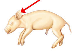 <p><span style="background-color: transparent;">The external ear flap that collects sound waves and directs them into the ear canal to help with hearing.</span></p>