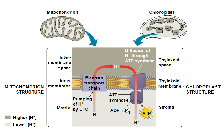 <p><span data-name="black_small_square" data-type="emoji">▪</span> Chloroplasten en mitochondriën genereren ATP via</p><p>chemiosmose, maar gebruiken verschillende energiebronnen</p><p><span data-name="black_small_square" data-type="emoji">▪</span> Mitochondriën zetten chemische energie uit voedsel om in</p><p>ATP; chloroplasten zetten lichtenergie om in de</p><p>chemische energie van ATP</p><p><span data-name="black_small_square" data-type="emoji">▪</span> De ruimtelijke organisatie van chemiosmose verschilt</p><p>tussen chloroplasten en mitochondriën, maar vertoont ook</p><p>overeenkomsten</p><p>In mitochondriën worden protonen naar de</p><p>intermembraanruimte gepompt en drijven ze de ATP-synthese aan terwijl</p><p>ze terugdiffunderen naar de mitochondriale matrix</p><p><span data-name="black_small_square" data-type="emoji">▪</span> In chloroplasten worden protonen in de</p><p>thylakoïde-ruimte gepompt en drijven ze de ATP-synthese aan terwijl ze</p><p>terugdiffunderen naar het stroma</p>