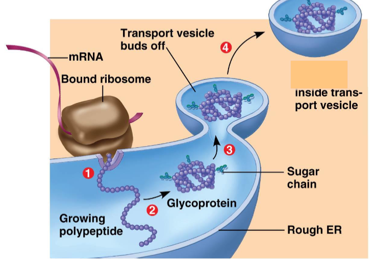 <ol><li><p>The bound ribosome (attached to the Rough ER) grows a polypeptide inside the Rough ER as specified by the mRNA. </p></li><li><p> Inside the Rough ER the polypeptide is folded and sugar chains are added, turning it into a glycoprotein</p></li><li><p>The membrane around the glycoprotein surrounds it and buds off, turning into a transport vesicle</p></li><li><p>Secretory protein inside the transport vesicle is sent to the Golgi Apparatus for further processing </p></li></ol><p></p>