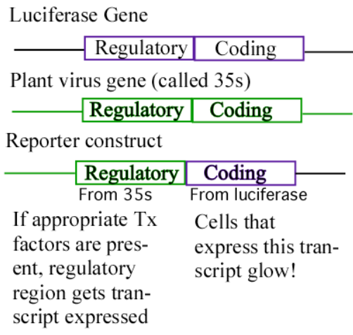 <p>Roots that<em> lack glabra gene expression</em> ( as in loss of function mutants)<strong> </strong><em>make a hair</em> on every epidermal cells. This suggests that the <strong>glabra protein when present prevents hair formation</strong> in the cells in which it is expressed.</p><p>Reporter constructs reveal where the regulatory region of your gene of interest drives expression. In a 35s::GUS construct all the plants cells become blue, because 35s drives expression in all plant cells and GUS is a bacterial enzyme that turns cells blue. A 35s::Luciferase&nbsp; construct is made with the regulatory region from a virus and the coding region from an insect. I called them fruit flies - but it's really from FIREFLIES.</p><p>The GLABRA::GUS construct turns those cells blue that will<em> not become root hairs</em> later in development.</p><p>Glabra seems to be expressed in epidermal cells <em>not </em>adjacent to two cortex cells. These cells that express glabra will not form a hair when they differentiate in the maturation zone (AKA differentiation zone) later in development.</p><p>Note: The expression of Glabra-2 has an effect in leaves opposite of that in roots. It CAUSES leaf hair formation.</p><p></p><p><strong>IMPORTANT FOR HOMEWORK: </strong>The 35s regulatory region is a key tool in plant biology. Any coding region attached to the 35s regulatory region will have that protein expressed in very high levels in all cells of the plant. The figure above uses only a part of the 35s regulatory region – that part that drives expression in vascular tissue!</p><p>So as a problem-solving tool remember that 35s is a ubiquitous promoter, which means it is a regulatory region that drives expression in all plant cells all the time. Know also that it will produce a volume of protein greater than almost any plant native regulatory region.</p>