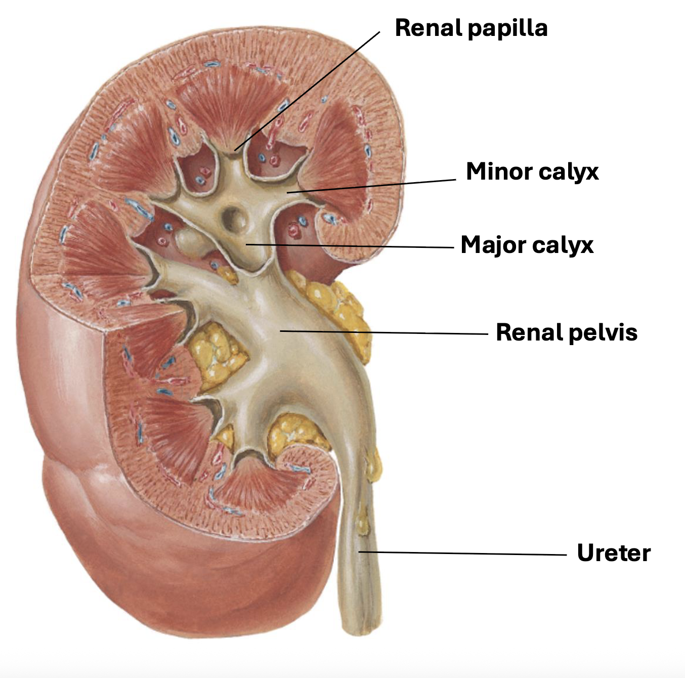 <p>Red Pin: Minor Calyx<br>Orange Pin: Major Calyx<br>Teal Heart: Renal Pelvis<br>Blue Pin: Ureter<br>Pink Bird: Suprarenal Gland</p>