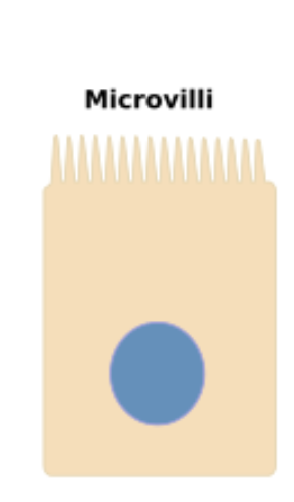 <p>finger-like projections</p><p>that increase surface area and facilitate</p><p>absorption; found in the small intestine</p><p>and kidneys</p>