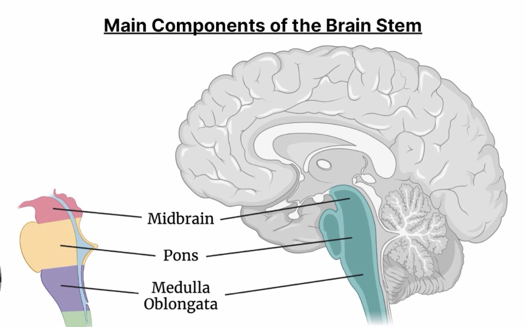 <p>Neurons existing throughout the brainstem, responsible for corticol arousal and consciousness </p>