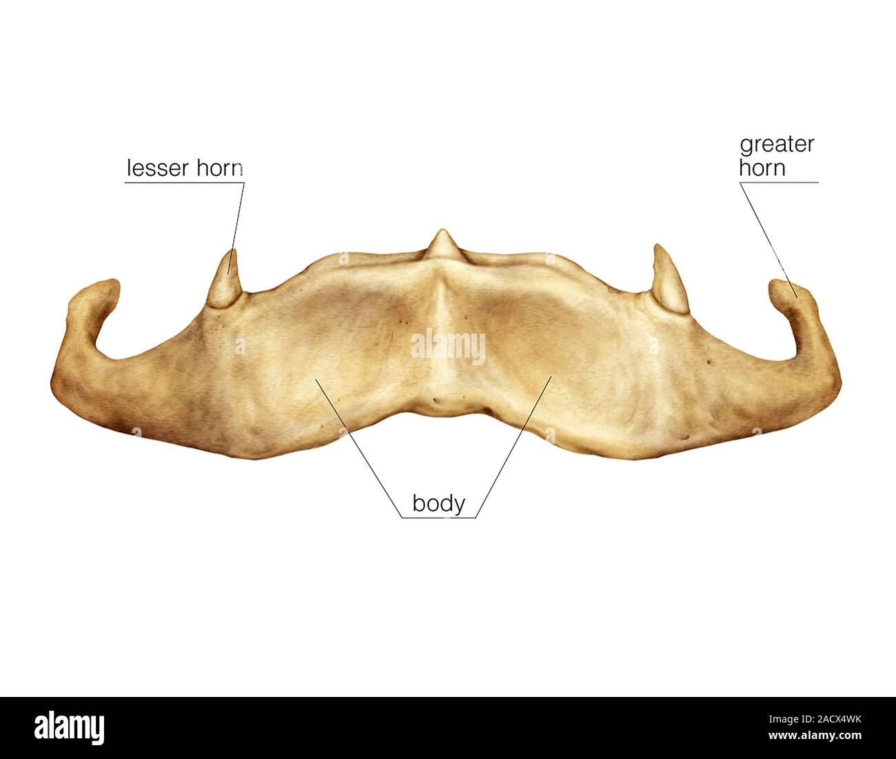 <p>name this bone</p>