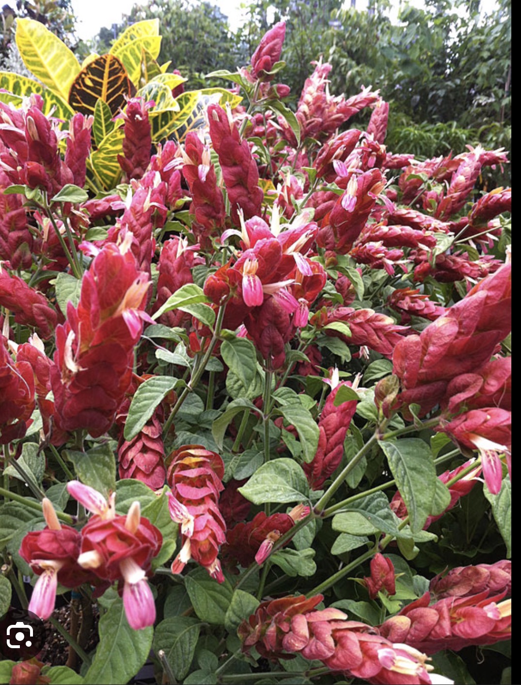 <p>shrimp plant </p>